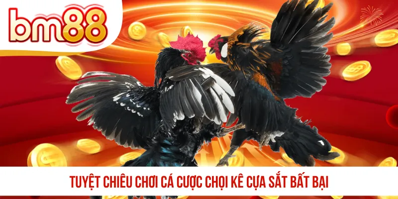 Tuyệt chiêu chơi cá cược chọi kê cựa sắt bất bại